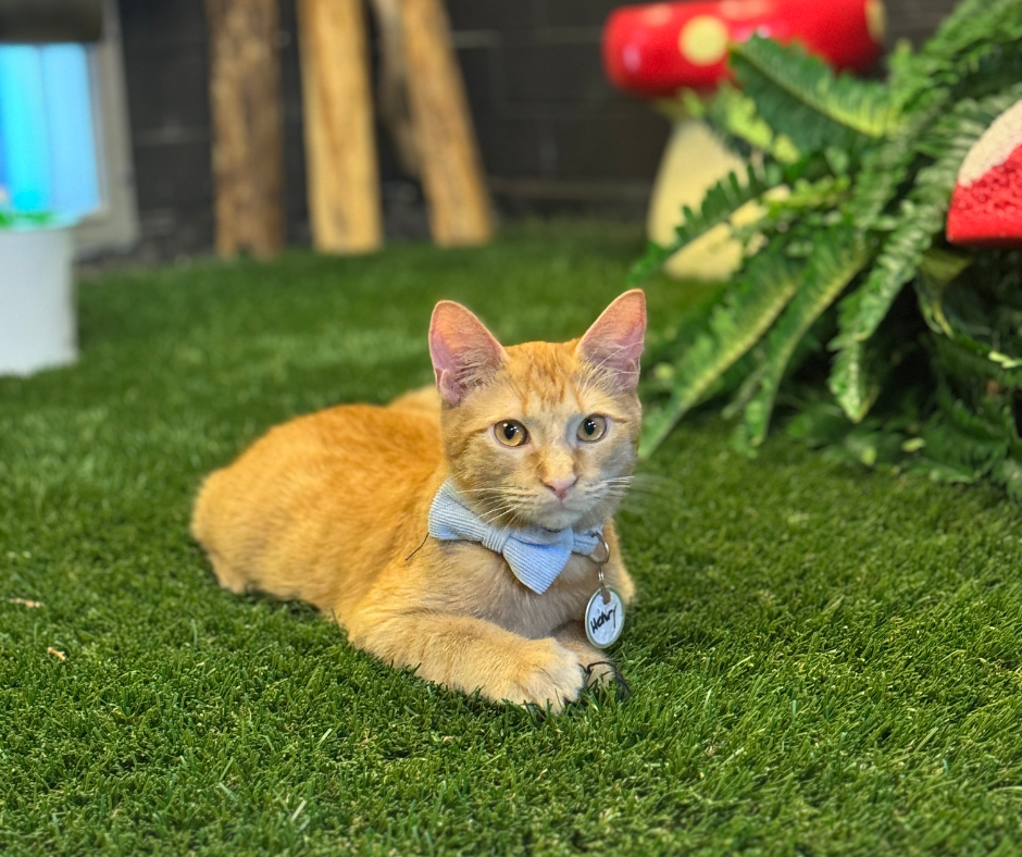 Contact us - Cat