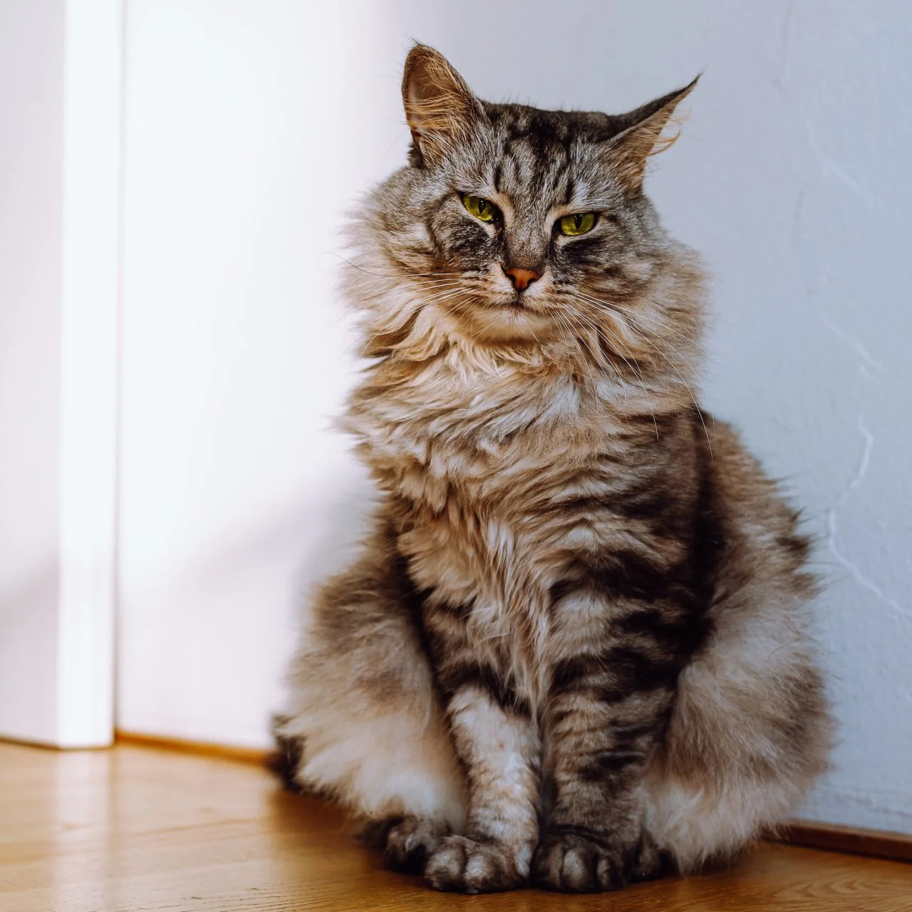 Support our cats